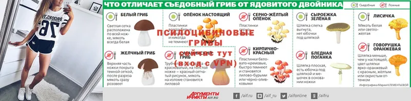 Псилоцибиновые грибы Psilocybe Азов